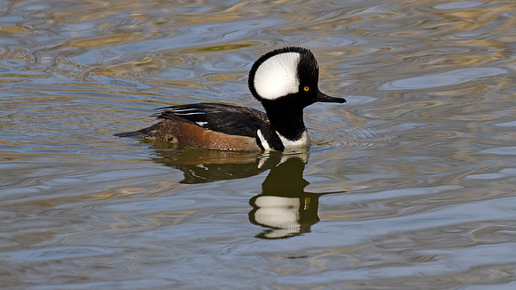 Hooded Merganser (Lophodytes cucullatus) male