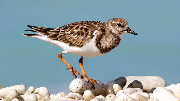 Ruddy Turnstone (Arenaria interpres)