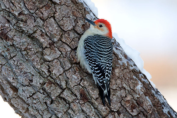 Red-bellied Woodpecker (Melanerpes carolinus) male