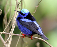 Red-legged Honeycreeper (Cyanerpes cyaneus) male