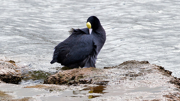Andean Coot (Fulica ardesiaca)