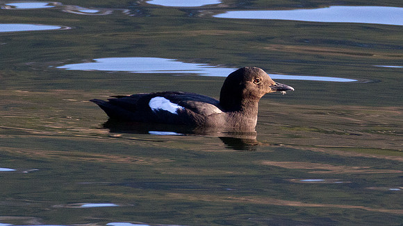 Pigeon Guillemot (Cepphus columba)