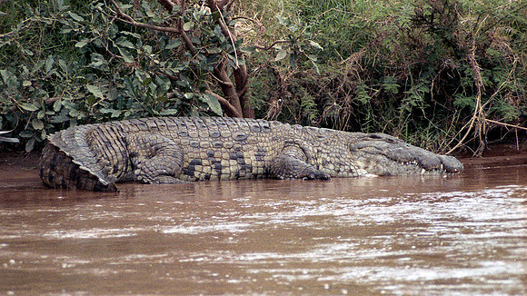 1988 Africa -  Nile crocodile or Common crocodile img925