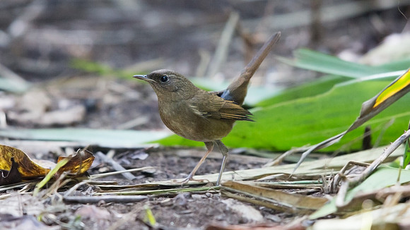 Siberian rubythroat (Luscinia calliope) Female