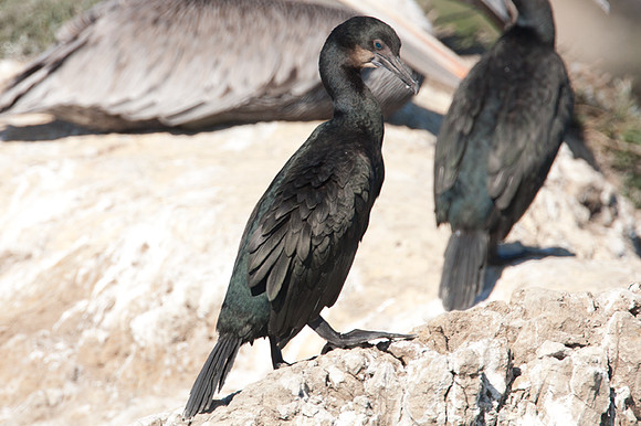 Pelagic Cormorant (Phalacrocorax pelagicus)
