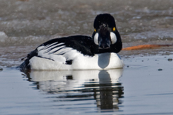 Common Goldeneye (Bucephala clangula)