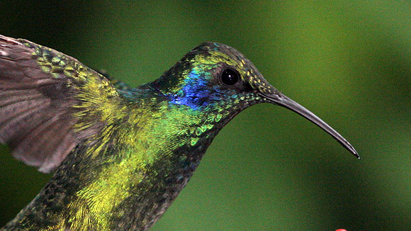 Green Violetear (Colibri thalassinus)