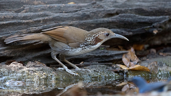 Large scimitar babbler (Pomatorhinus hypoleucos)