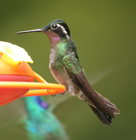 Purple-throated Mountaingem (Lampornis calolaemus) male