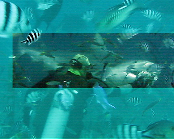 12' Bull Shark (Carcharhinus leucas)