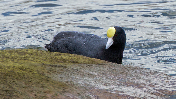 Andean Coot (Fulica ardesiaca)