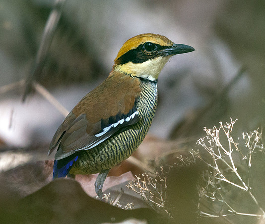 Javan banded pitta (Hydrornis guajanus)
