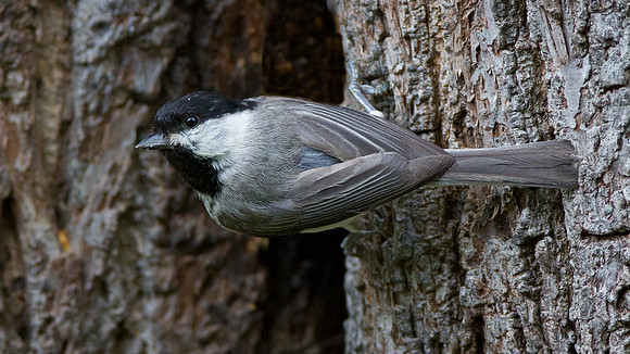 Carolina Chickadee (Poecile carolinensis)