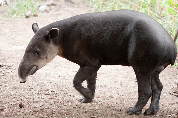 Baird's Tapir (Tapirus bairdii) captive