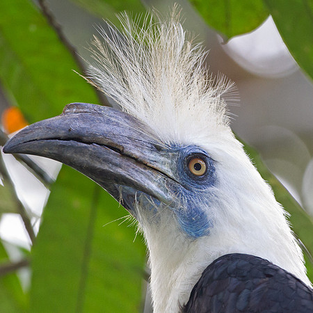 White-crowned Hornbill (Berenicornis comatus)