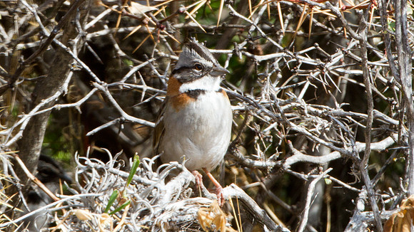 Rufous-collared Sparrow (Zonotrichia capensis)