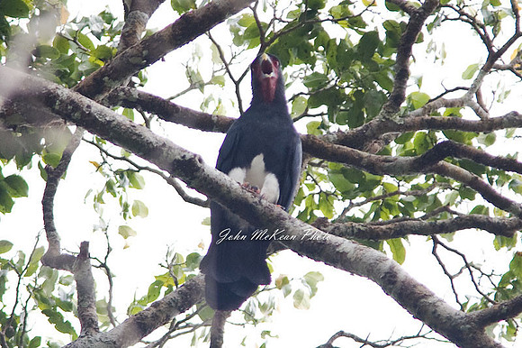 Red-throated Caracara (Ibycter americanus)
