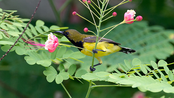 Olive-backed Sunbird (Nectarinia jugularis) male