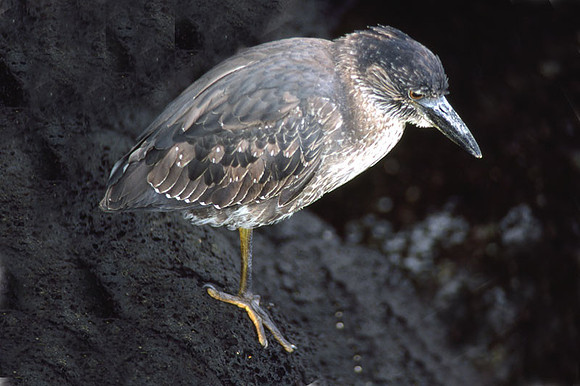 Yellow-crowned Night Heron (Nyctanassa violacea) immature