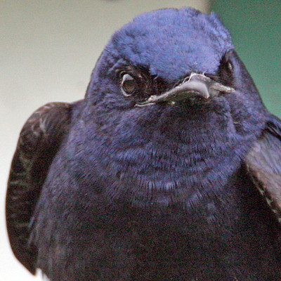 Purple Martin (Progne subis)