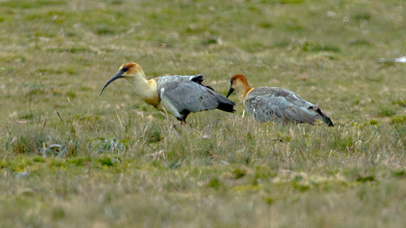 Black-faced Ibis (Theristicus melanopis)