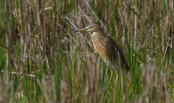 Javan pond heron (Ardeola speciosa)