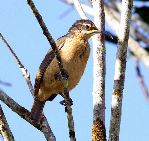 Victoria's riflebird (Ptiloris victoriae) Female