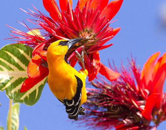 Yellow Oriole (Icterus nigrogularis)