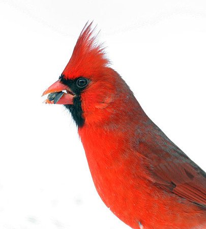 Northern Cardinal (Cardinalis cardinalis) male; also known as Common Cardinal