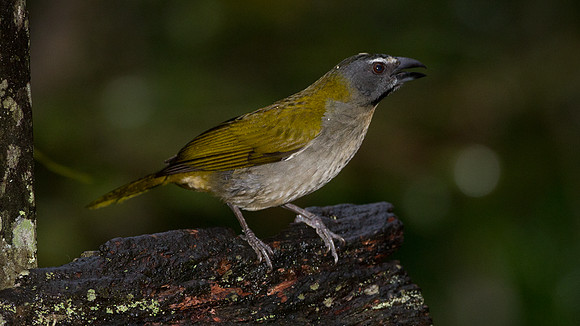 Buff-throated Saltator (Saltator maximus)