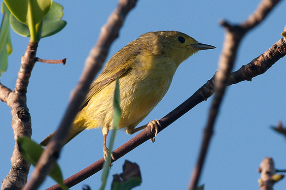 Yellow Warbler (Dendroica petechia)