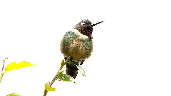 Amethyst-throated sunangel  (Heliangelus amethysticollis)