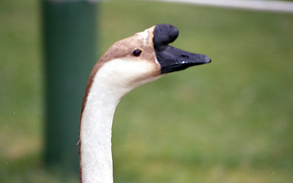 Goose, captive; descended from Swan Goose (Anser cygnoides)