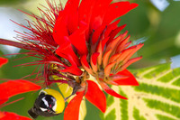 Bananaquit (Coereba flaveola)