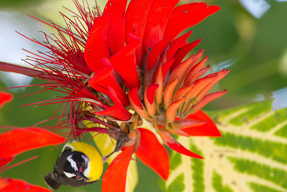 Bananaquit (Coereba flaveola)