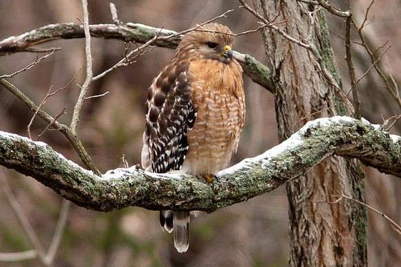 Red-shouldered Hawk (Buteo lineatus) hunting/gathering nest material