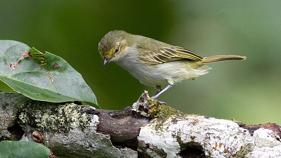 Golden-faced Tyrannulet, Choco (Zimmerius chrysops)