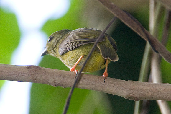 Golden-collared Manakin (Manacus vitellinus)