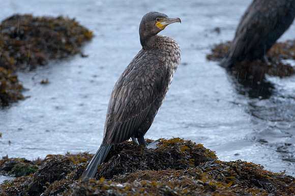 Great Cormorant (Phalacrocorax carbo) also known as Great Black Cormorant, Black Cormorant, Black Shag