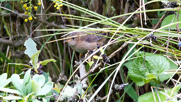Grass Wren (Cistothorus platensis)