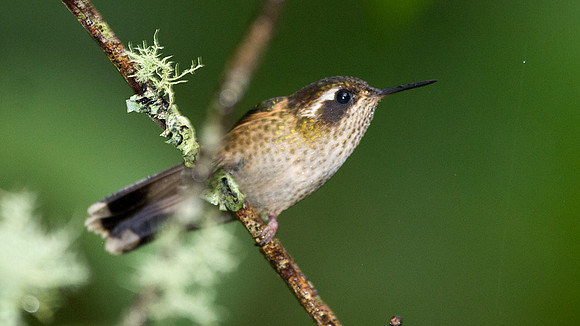 Speckled Hummingbird (Adelomyia melanogenys)