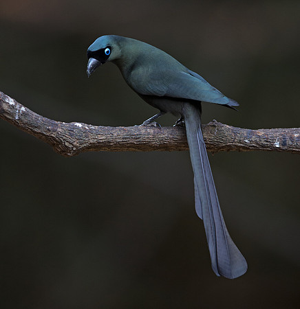 Racket-tailed treepie (Crypsirina temia)