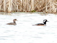 Hooded Merganser (Lophodytes cucullatus)