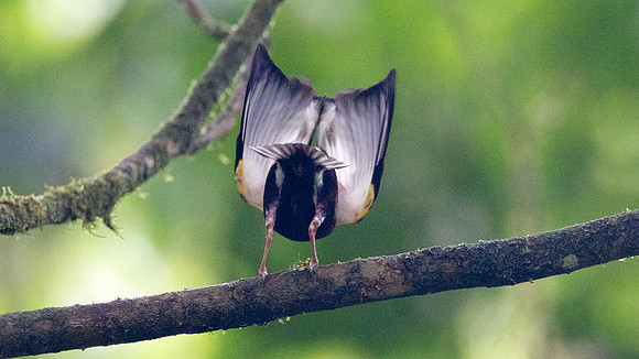 Club-winged Manakin (Machaeropterus deliciosus)