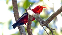 ʻIʻiwi (Vestiaria coccinea)