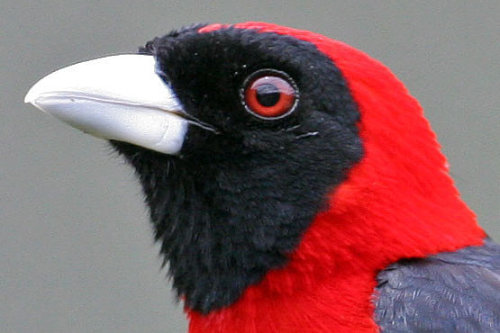 Crimson-collared Tanager (Ramphocelus sanguinolentus)