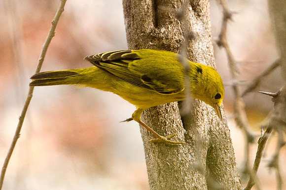 Yellow Warbler (Dendroica petechia)