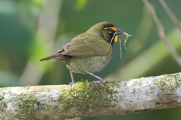 Yellow-faced Grassquit (Tiaris olivaceus)
