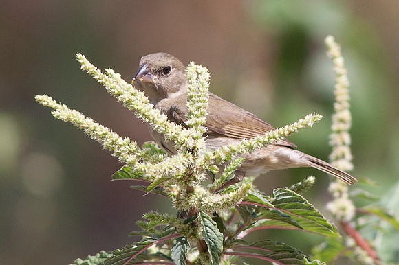 Black-faced Grassquit (Tiaris bicolor) female