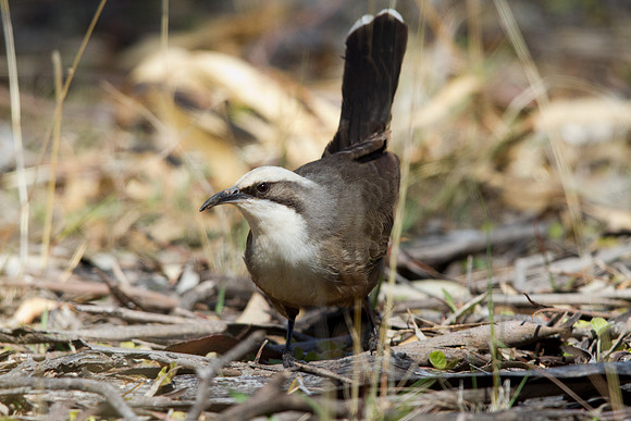 Grey-crowned babbler (Pomatostomus temporalis)